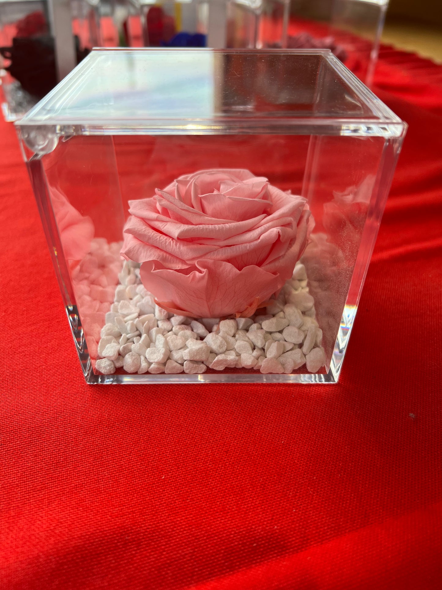 ROSA STABILIZZATA MISURA GRANDE